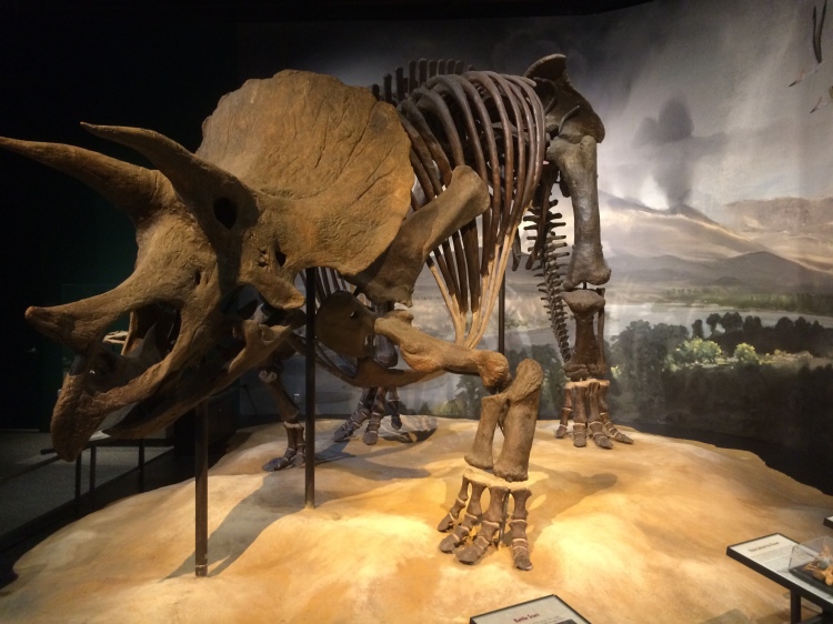 Triceratops Horridus, the largest complete triceratops skeleton on display, a standard at the Museum for decades!